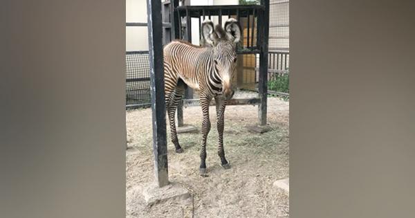 グレビーシマウマ赤ちゃん「名前考えて」　京都市動物園が募集中