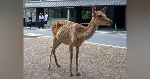 観光客減で奈良のシカが健康に　鹿せんべい依存の個体も？