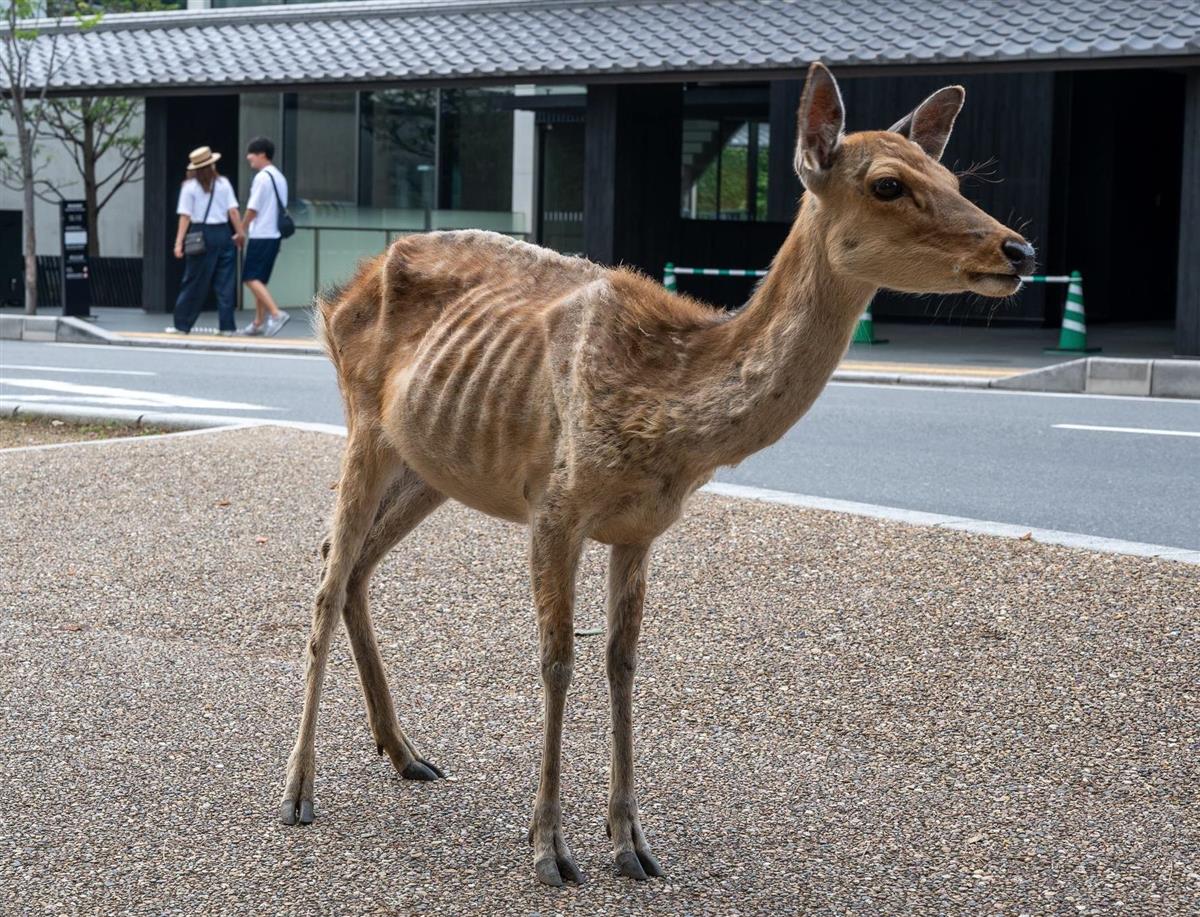 観光客減で奈良のシカが健康に　鹿せんべい依存の個体も？