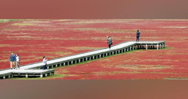 網走の湖に真っ赤なじゅうたん「サンゴ草」