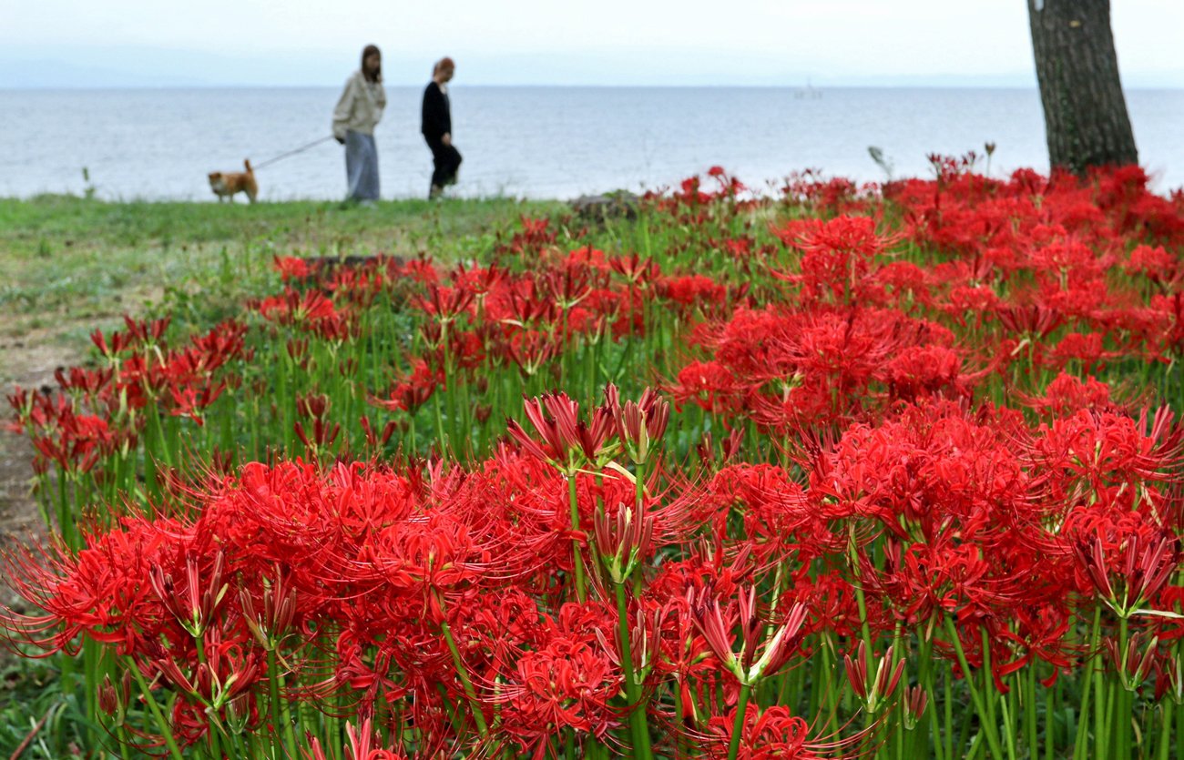 琵琶湖の浜辺に深紅の彩り　滋賀・高島でヒガンバナ見頃