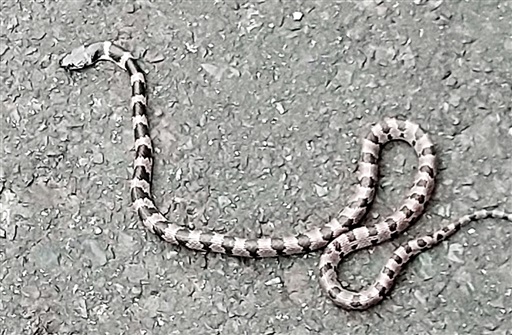 希少ヘビ シロマダラ 高浜で確認
