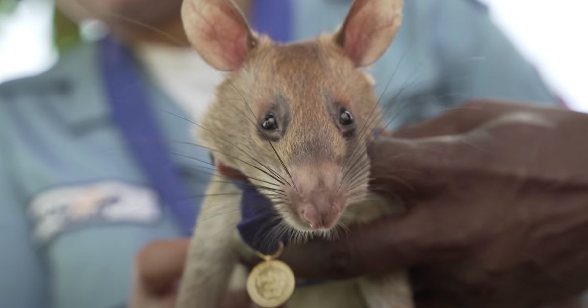 ネズミに金メダル。カンボジアで地雷探知、すぐれた嗅覚と素早さで人命を救う「ヒーロー」に