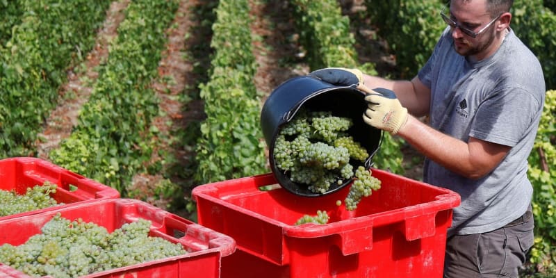 原料のブドウ、異例の早期収穫　仏シャンパン、温暖化影響