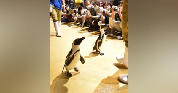 よちよち“脱走”のペンギンに歓声　館内を歩く姿可愛らしく　香川・四国水族館