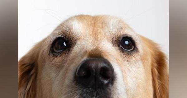 フィンランドの空港で犬の嗅覚による新型コロナ感染者検知がはじまった