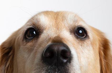 フィンランドの空港で犬の嗅覚による新型コロナ感染者検知がはじまった