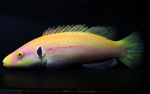極彩色が自慢の深海魚　美ら海水族館で世界初展示