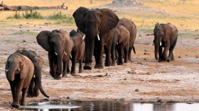 ゾウ30頭以上死ぬ、細菌感染が原因か　ジンバブエ - BBCニュース