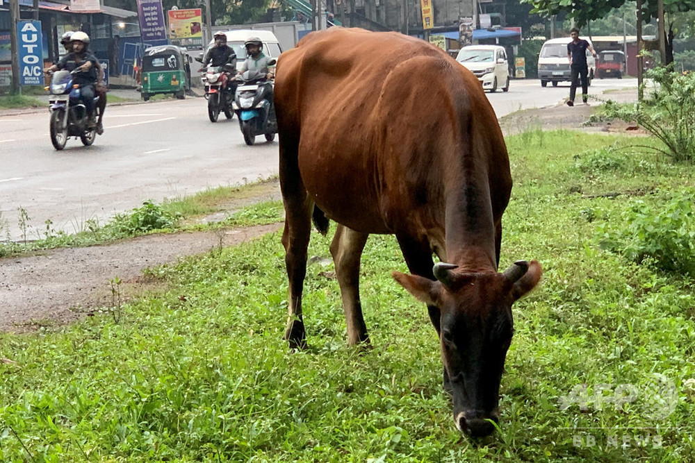 スリランカ、牛の食肉処理禁止へ