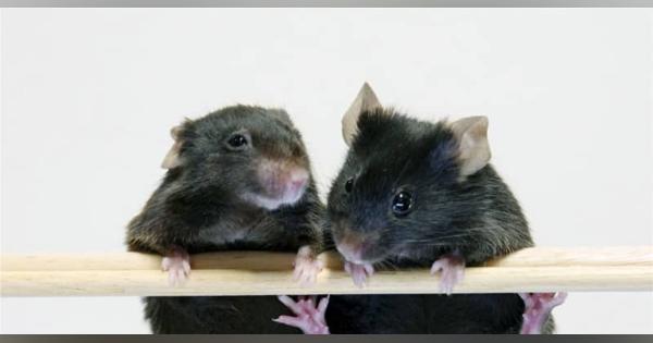 性別決めるタンパク質発見、阪大　マウス遺伝子を解析