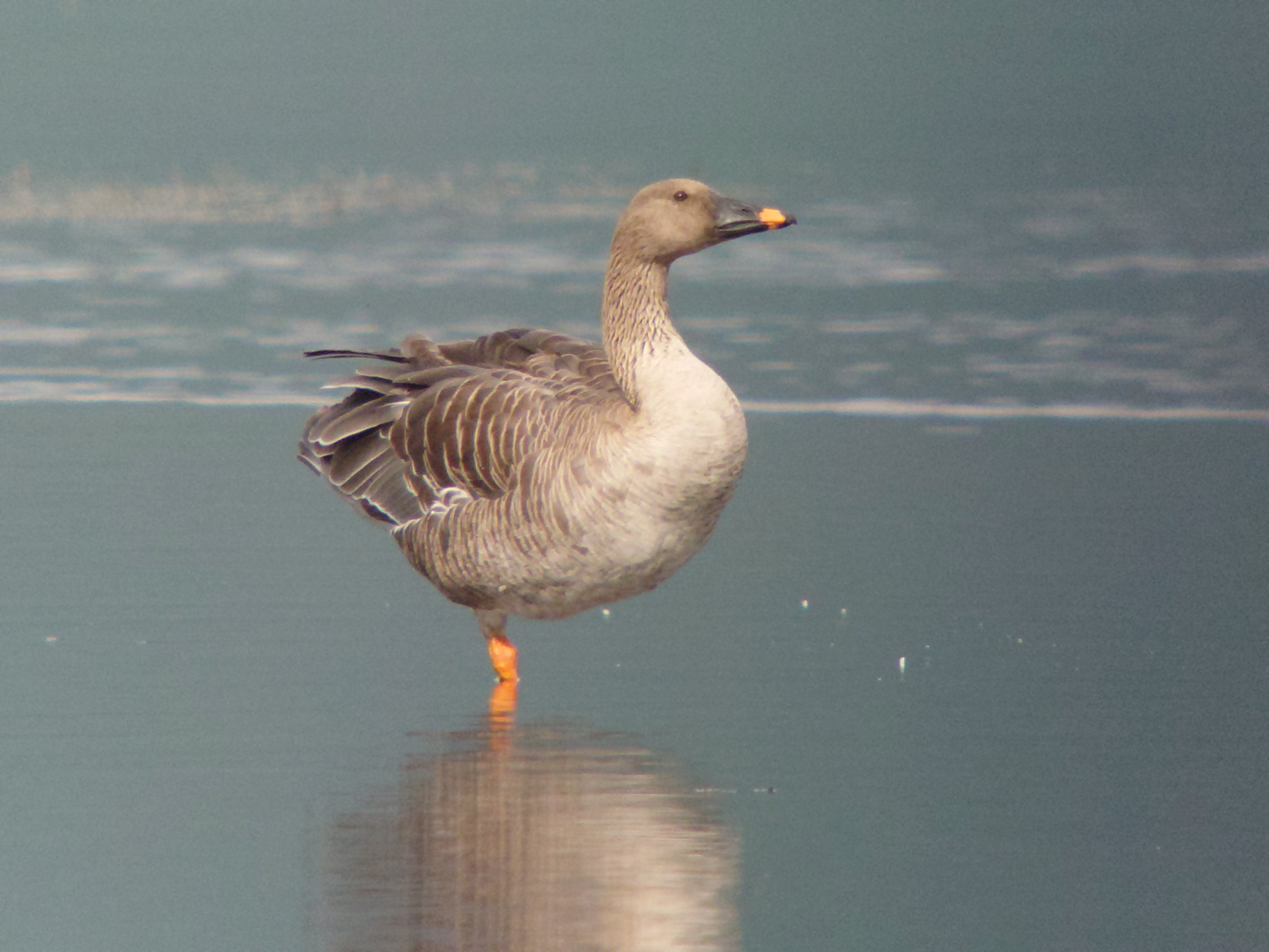 天然記念物の渡り鳥オオヒシクイ、湖岸に初飛来