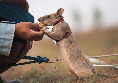 嗅覚で地雷を見つけ出すネズミ、慈善団体から表彰　コロナ検知の可能性も？