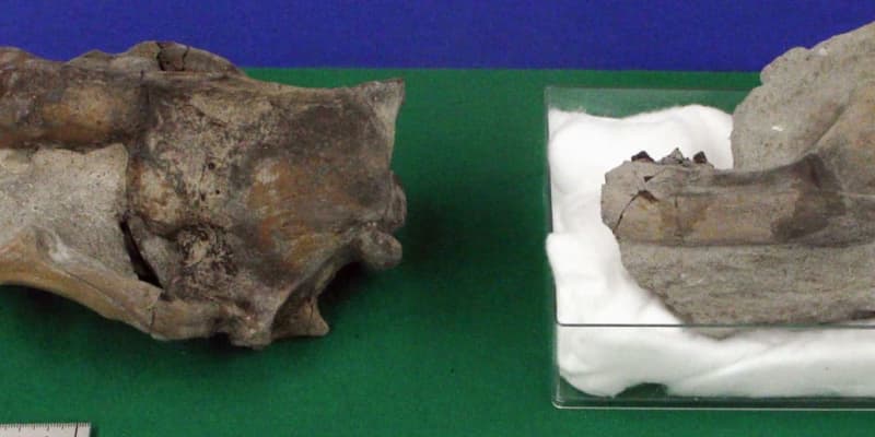 アシカの仲間の化石を発見、岐阜　1800万年前の地層から
