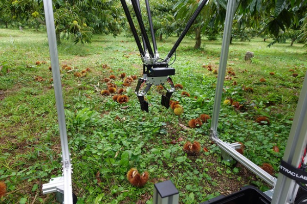 自動栗拾いロボット「Arm-I」、収穫最盛期に丹波農園で活躍！