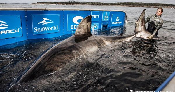 「海の女王」は推定50歳。体重1.6トンの巨大ザメがカナダ沖に出現【動画】