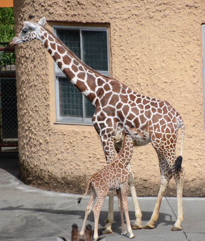 雄のキリンの赤ちゃん「ジジ」誕生、元気に走り回る　多摩動物公園
