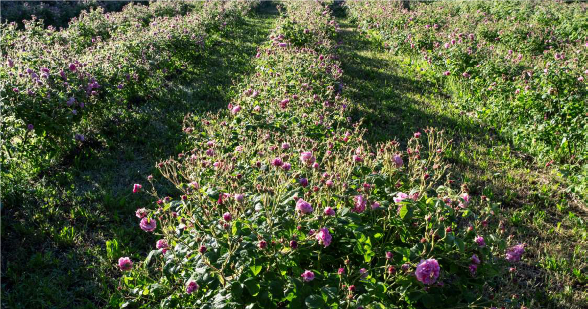 「ランコム」が香水の都、南仏グラースの農地を取得　香料植物の持続可能な栽培に取り組む
