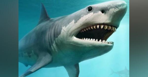「巨大な古代サメ『メガロドン』は体長15メートル」との推定結果が示される