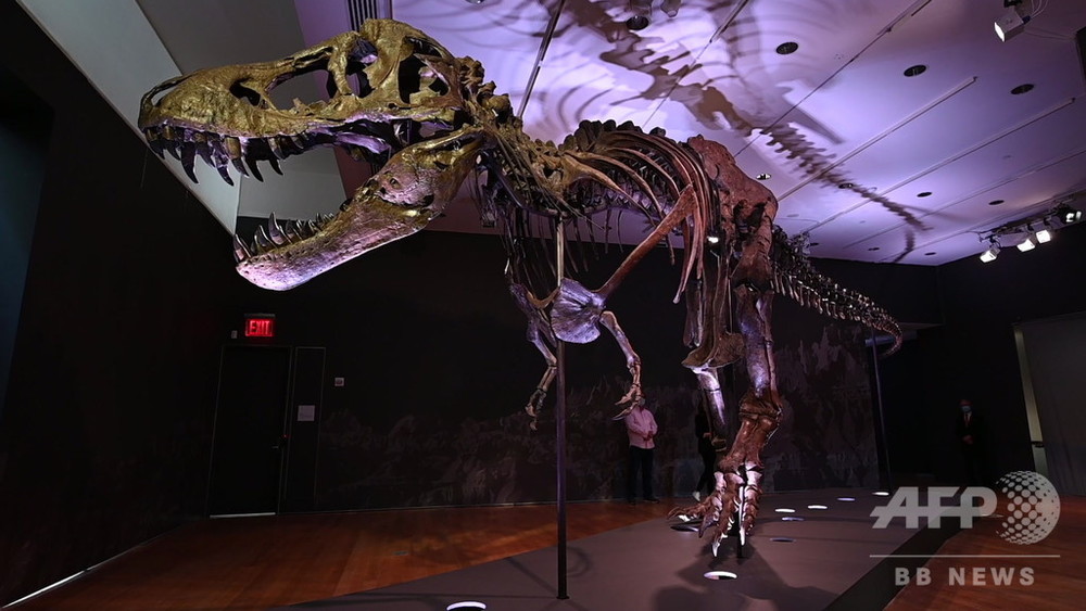 動画：T・レックスの化石、33.6億円で落札 過去最高