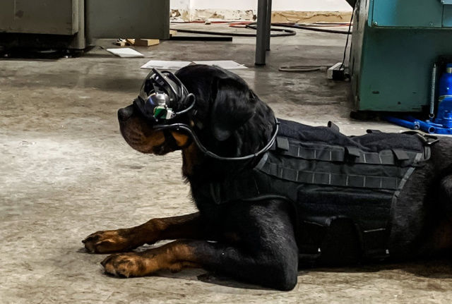 米軍、軍用犬向けARゴーグルを開発中。爆発物除去や麻薬追跡、戦闘にも