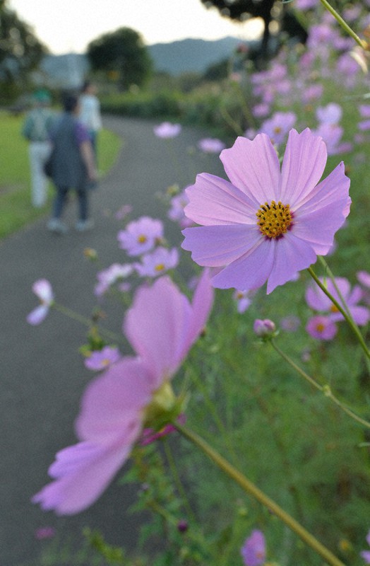 ピンクに白、コスモス見ごろ迎える　小田原の県立公園で　神奈川