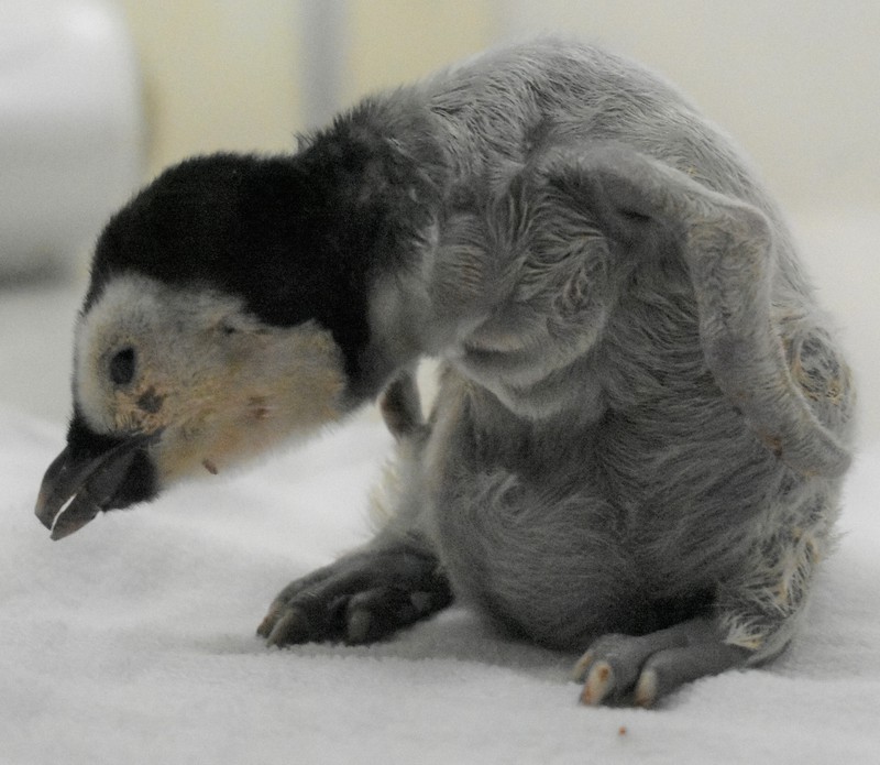 エンペラーペンギンの赤ちゃん公開　和歌山・アドベンチャーワールドで9日から