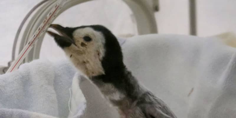 和歌山でペンギンの赤ちゃん誕生　9日から公開