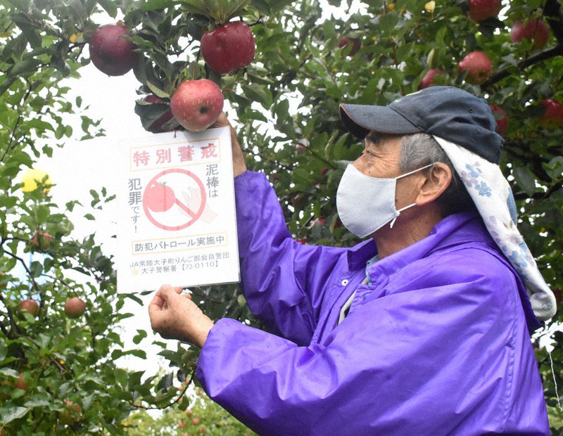 「自分のリンゴは自分で守る」農家が泥棒に備え自警団　茨城・大子