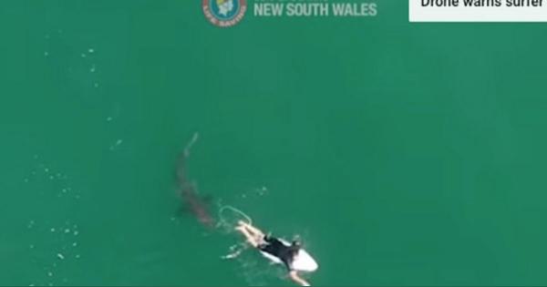 サメ急接近のサーファー、ドローンの警告で“九死に一生”　オーストラリア（動画）