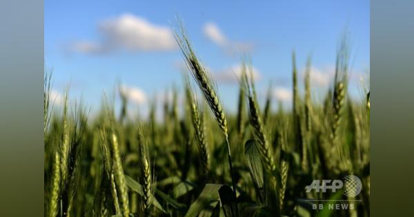 アルゼンチン、遺伝子組み換え小麦を承認 世界初