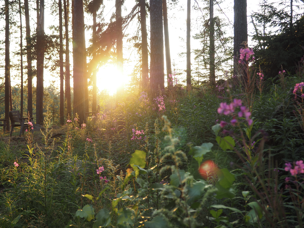 3日に1度は森へ行く。フィンランドに暮らす人はなぜ「森」を求めるのか？