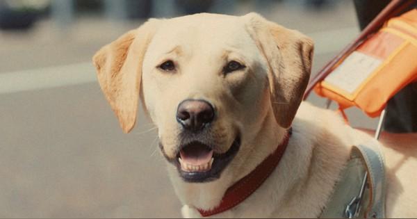 関西弁の盲導犬CMに賛否　「犬の気持ち分かるの？」SNSでの疑問を取材