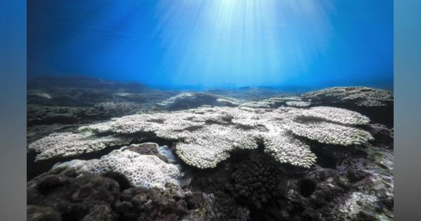 哀しい「死に化粧」　海水温30度超　本州最南端で見たサンゴの警告