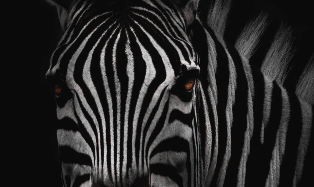 インシュアテックのThe Zebraの年換算売上高が約106億円に達し利益を計上
