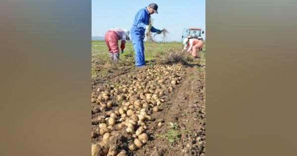 イータテベイク初収穫　剣淵　福島・飯舘村で品種改良の道産ジャガイモ