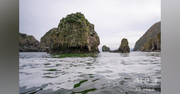カムチャツカ海洋生物大量死、原因は有害な藻の発生 ロシア科学者