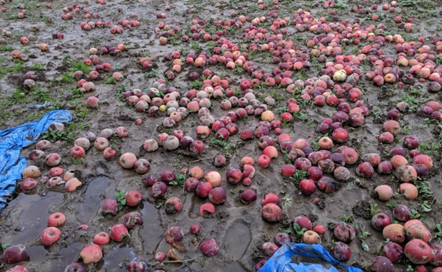 令和元年台風19号から1年 被災したリンゴ農園で収穫最盛期「申し分ない出来」 - 川島透