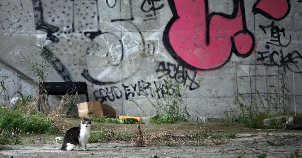 野良猫「可愛いだけではないんだよ」多摩川河川敷の猫を追い続ける写真家は訴える