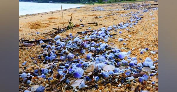 ルリガイ数万匹、日本海の砂浜に漂着　台風や温暖化の影響か