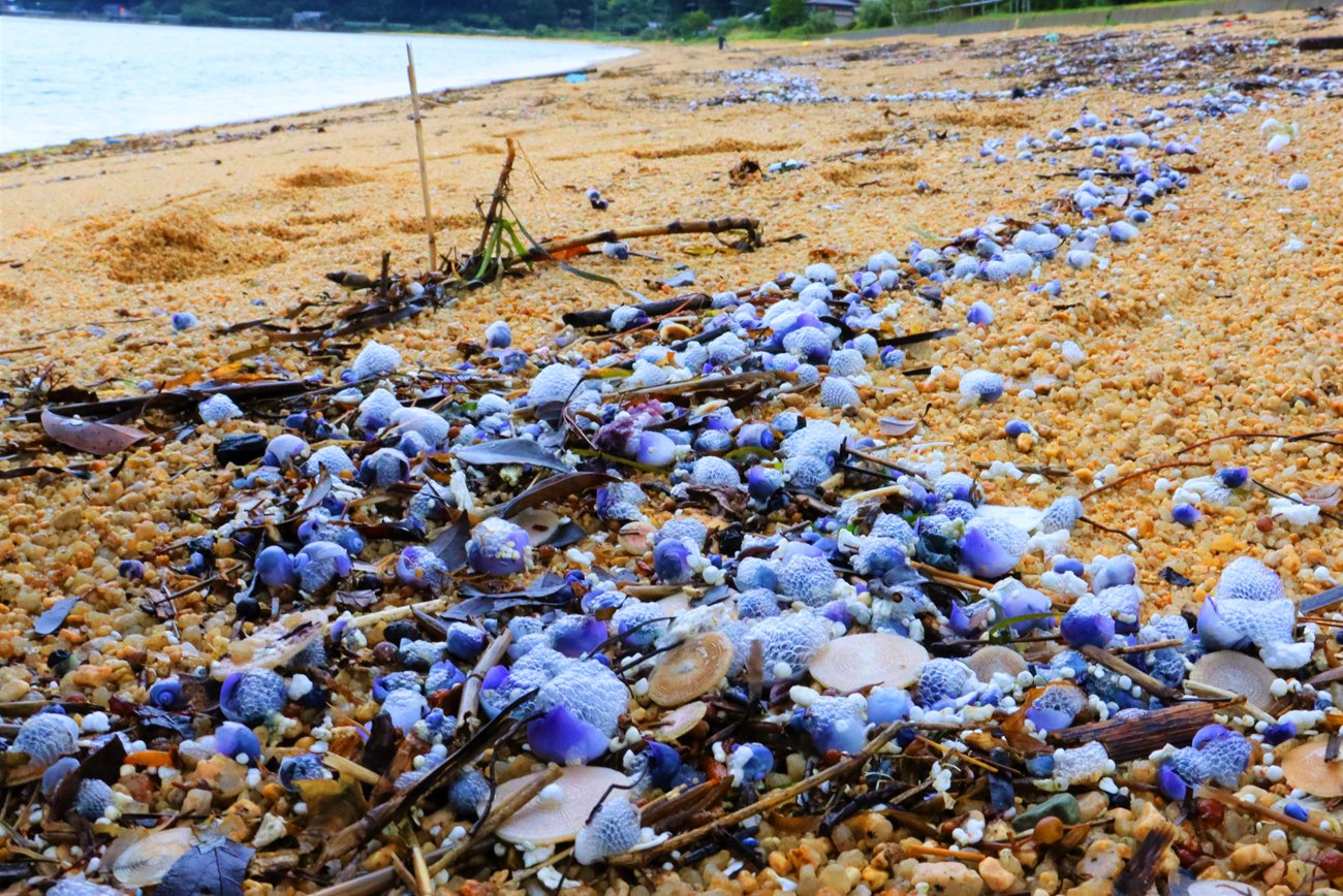 ルリガイ数万匹、日本海の砂浜に漂着　台風や温暖化の影響か