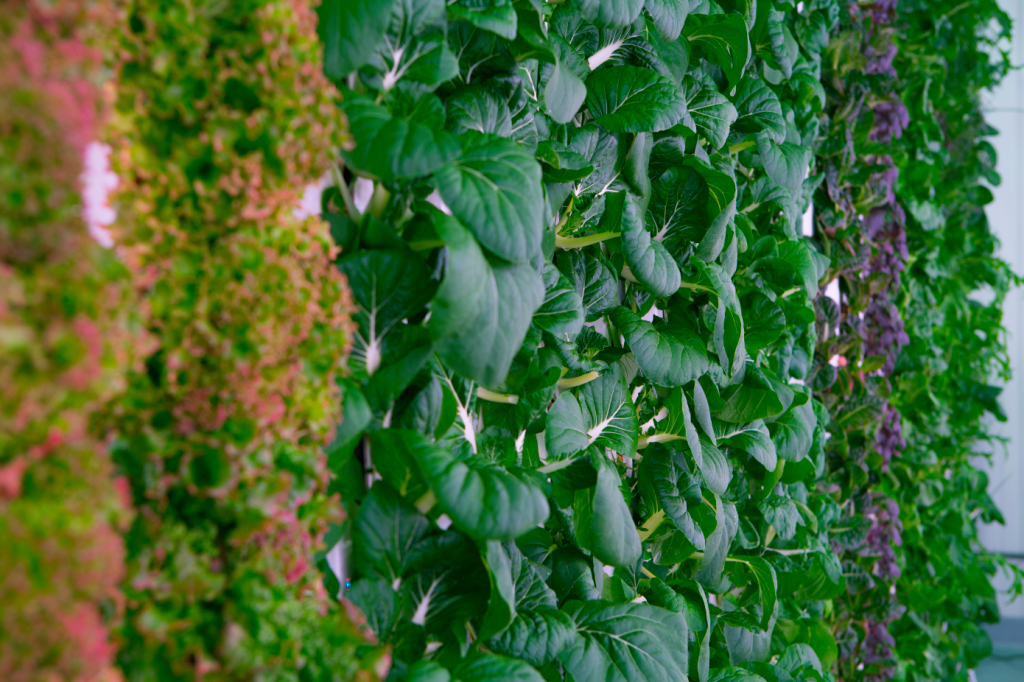 垂直農園による果物や野菜の室内栽培を手掛けるPlentyが約147億円を追加調達、累計調達額は約526億円に