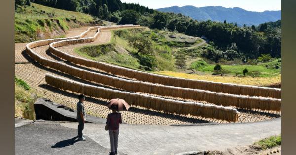 棚田に200ｍの稲の掛け干し　美しい景色が評判に　鹿児島・日置