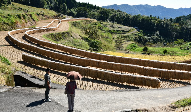 棚田に200ｍの稲の掛け干し　美しい景色が評判に　鹿児島・日置