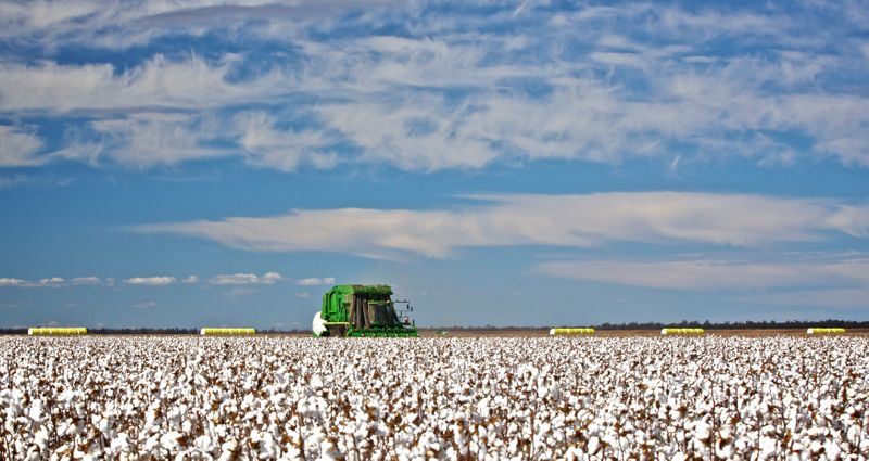 中国、紡績会社に豪州産綿花の輸入停止を指示＝関係筋