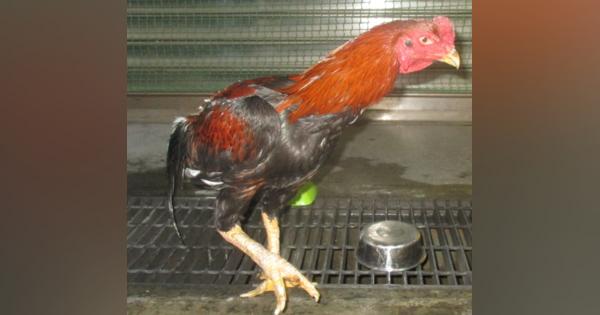 傷ついた鶏の遺棄相次ぐ沖縄　糸満市議会、闘鶏の禁止求め意見書