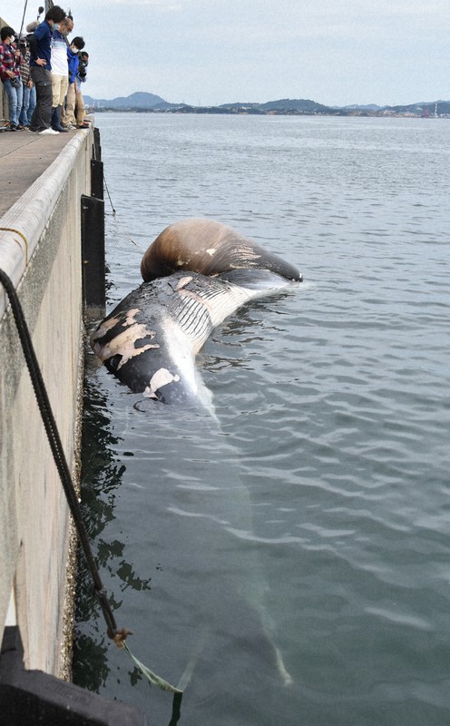 北九州・洞海湾に漂着したクジラの死骸はナガスクジラか　体長13.6メートル