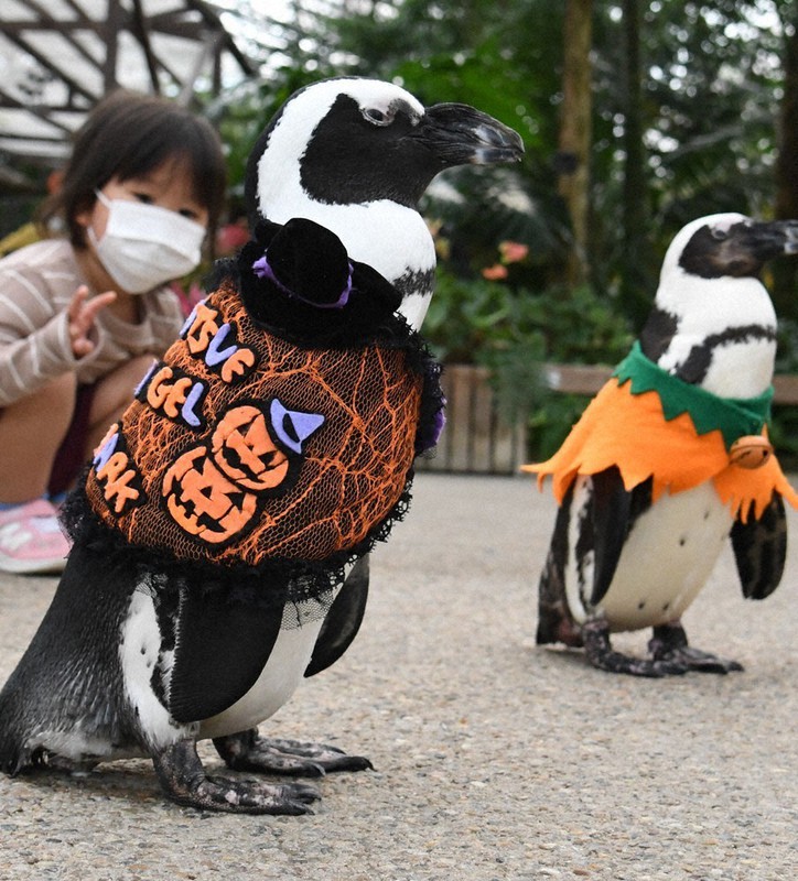 ペンギンと映え写真　ハロウィーン限定衣装でお出迎え　松江フォーゲルパーク