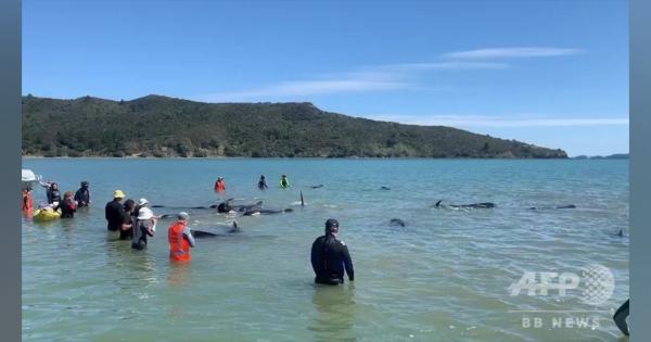 動画：クジラの大群、浅瀬に打ち上げられる NZ