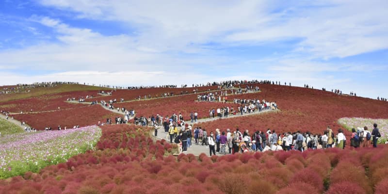 真っ赤な丘、紅葉コキアが見頃　国営ひたち海浜公園